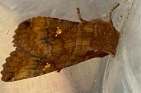 Eupsilia transversa
