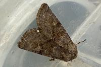 Aporophyla lueneburgensis