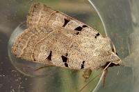 Eugnorisma glareosa
