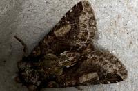 Allophyes oxyacanthae