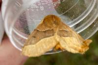 Crocallis tusciaria