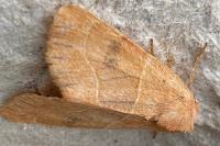 Atethmia centrago