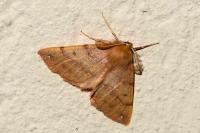 Colotois pennaria
