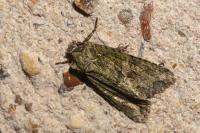 Dryobotodes eremita