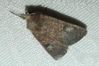 Xestia xanthographa