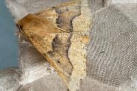 Crocallis tusciaria