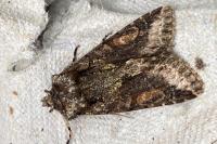Allophyes oxyacanthae