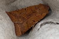 Agrochola lychnidis