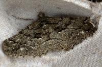 Peribatodes ilicaria