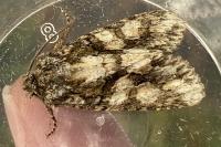 Dryobotodes eremita