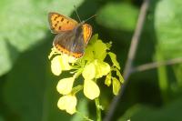 Lycaena phlaeas