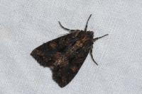 Mniotype satura
