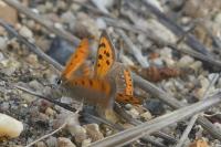 Lycaena phlaeas