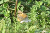 Lycaena phlaeas