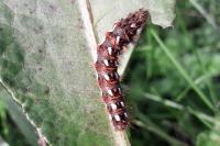 Acronicta rumicis