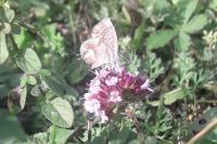 Cacyreus marshalli