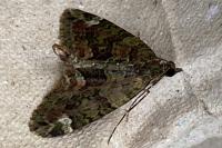 Chloroclysta siterata