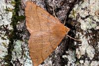 Colotois pennaria
