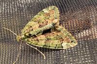 Chloroclysta siterata