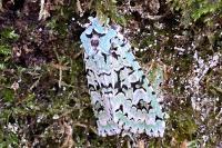 Griposia aprilina