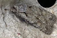 Lithophane ornitopus