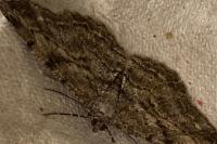 Peribatodes rhomboidaria