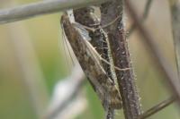 Nomophila noctuella