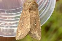 Mythimna albipuncta