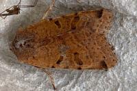 Agrochola lychnidis