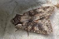 Dichonia convergens