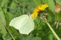 Gonepteryx rhamni
