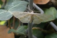 Idaea seriata