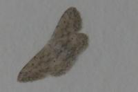 Idaea seriata