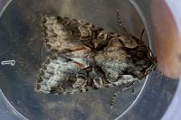 Dichonia convergens