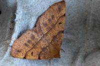 Colotois pennaria