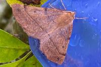 Colotois pennaria