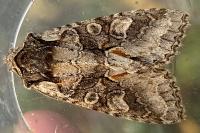 Dichonia convergens