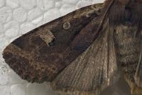 Conistra erythrocephala