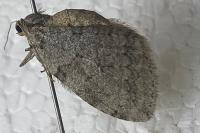 Epirrita christyi
