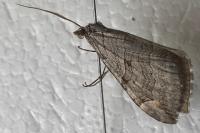 Aplocera plagiata
