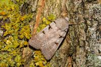 Eugnorisma glareosa