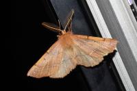 Colotois pennaria