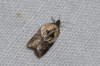 Acleris variegana