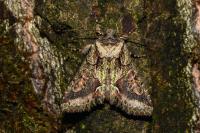 Allophyes oxyacanthae