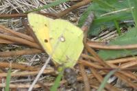 Colias crocea