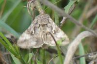 Autographa gamma