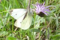 Pieris rapae
