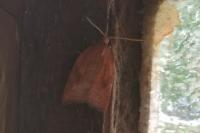 Acleris rhombana