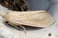 Rhizedra lutosa