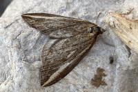 Chesias legatella